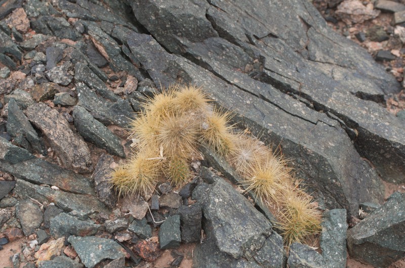 Airampoa soehrensii photo 3