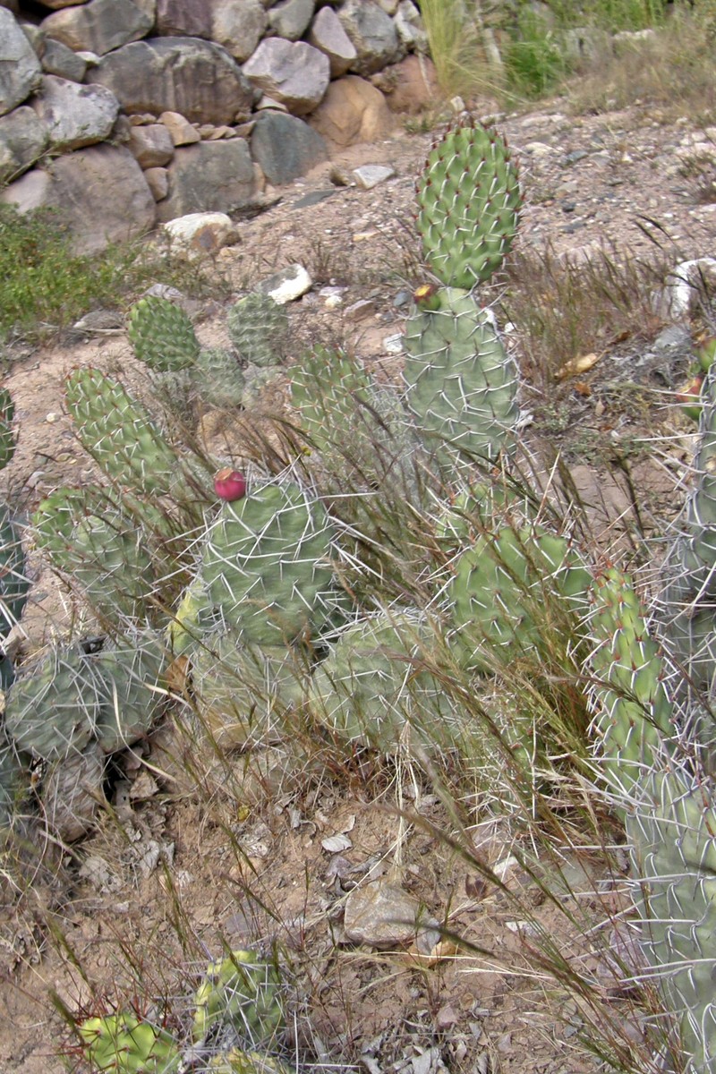 Airampoa tilcarensis