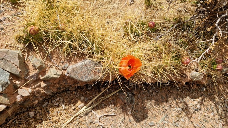 Airampoa tilcarensis photo 6