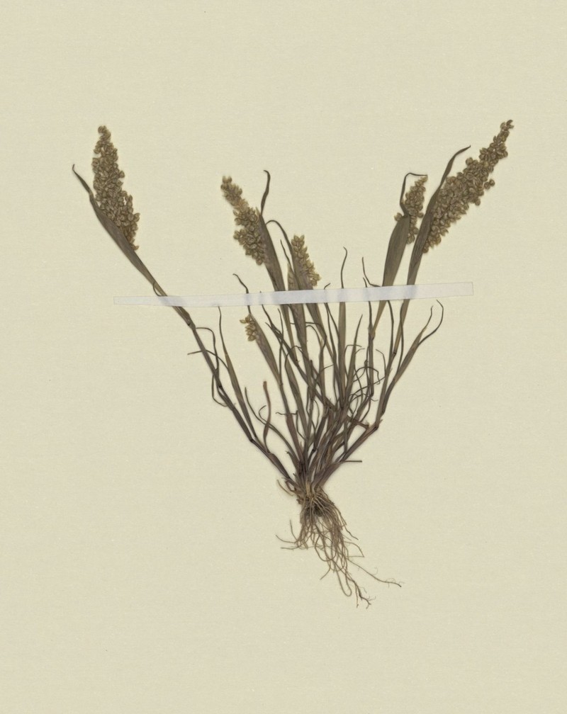 Airopsis tenella
