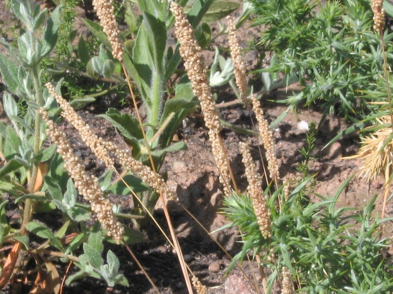 Airopsis tenella photo 2