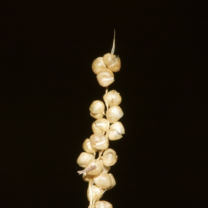 Airopsis tenella photo 3