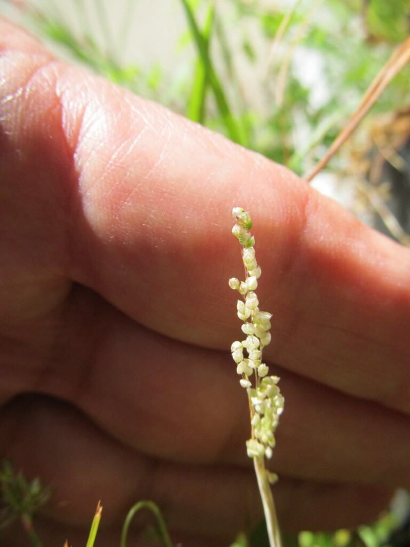 Airopsis tenella photo 4