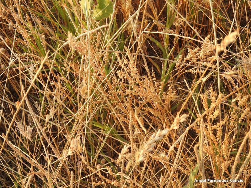 Airopsis tenella photo 8