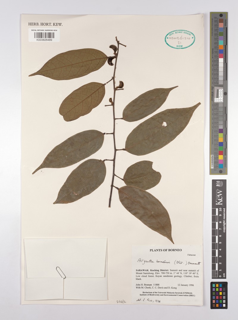 Airyantha borneensis