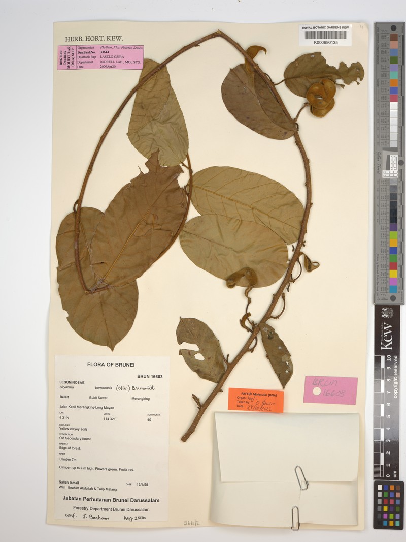 Airyantha borneensis photo 2