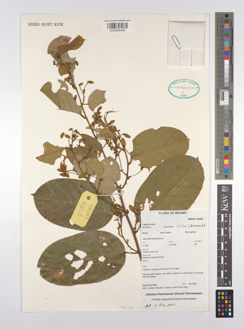 Airyantha borneensis photo 3