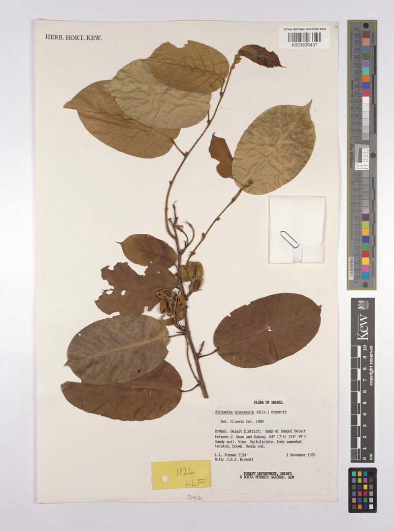 Airyantha borneensis photo 4
