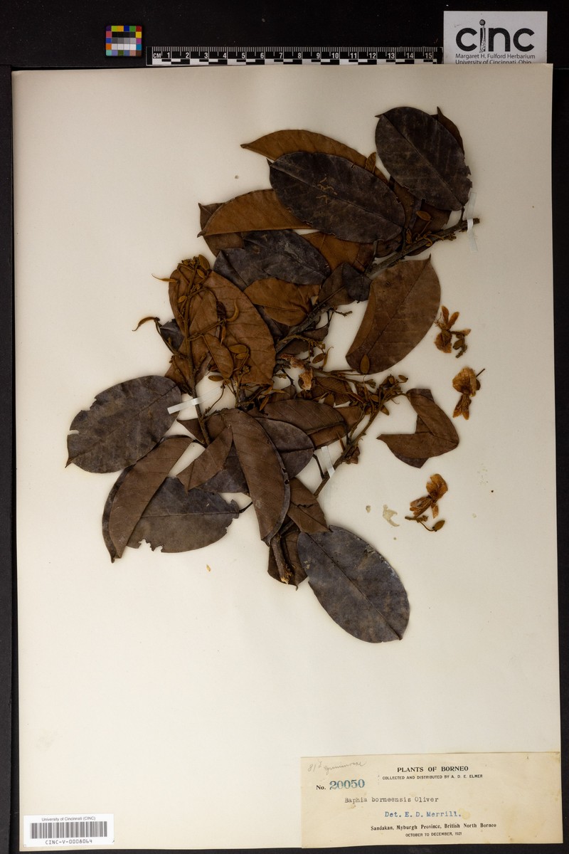 Airyantha borneensis photo 5