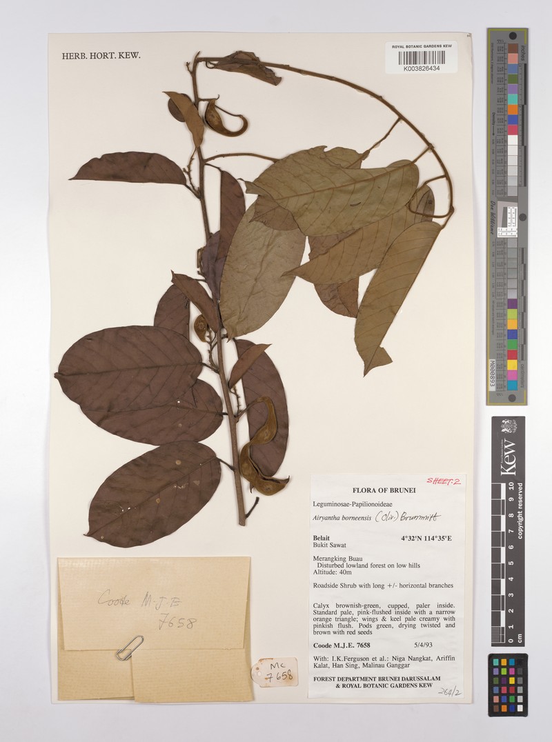 Airyantha borneensis photo 6