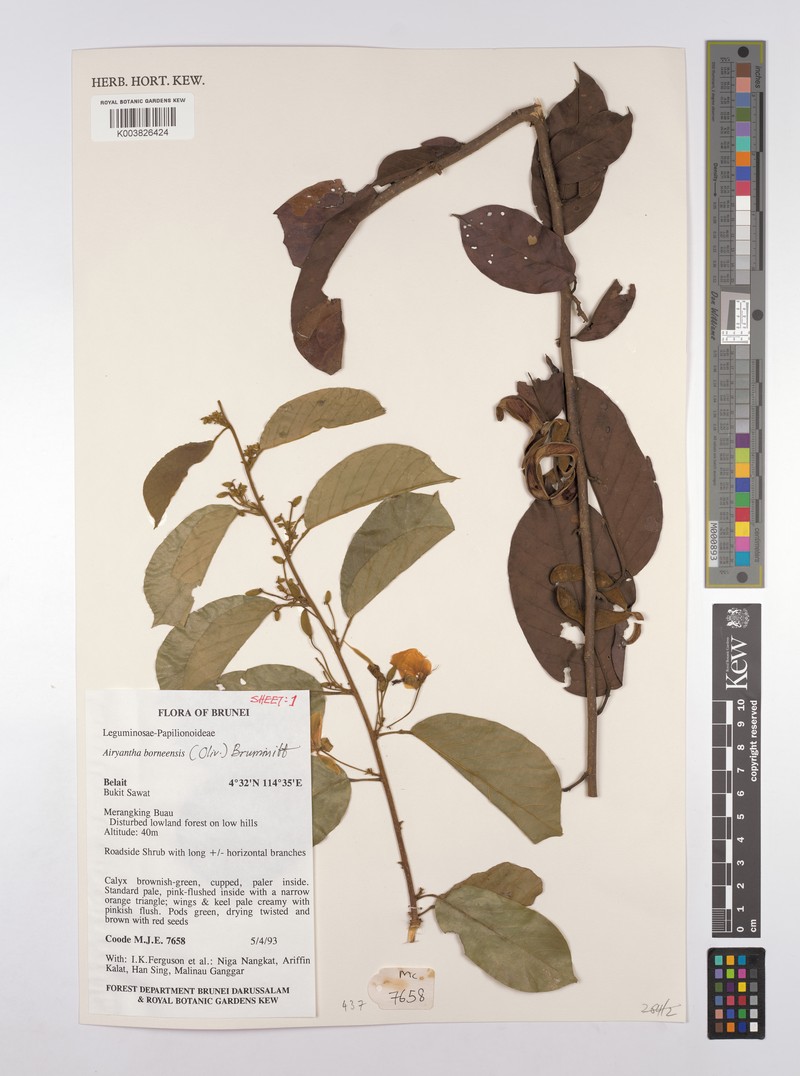 Airyantha borneensis photo 7