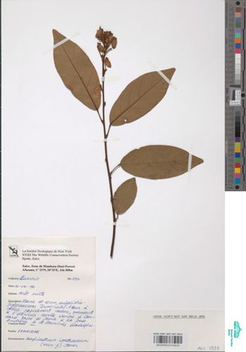 Airyantha schweinfurthii photo 2
