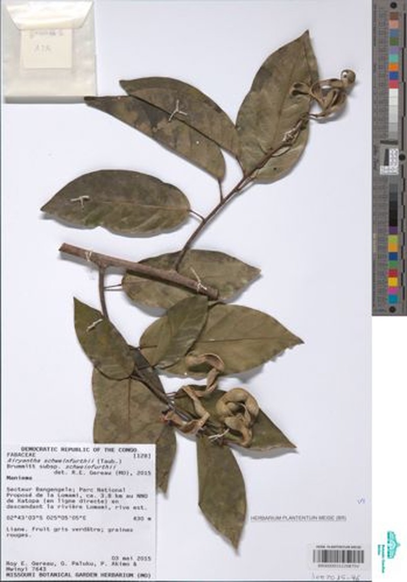 Airyantha schweinfurthii subsp. schweinfurthii