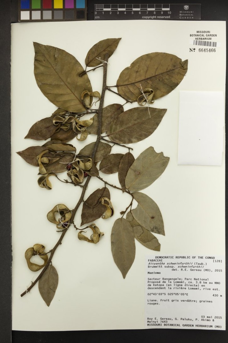 Airyantha schweinfurthii subsp. schweinfurthii photo 2
