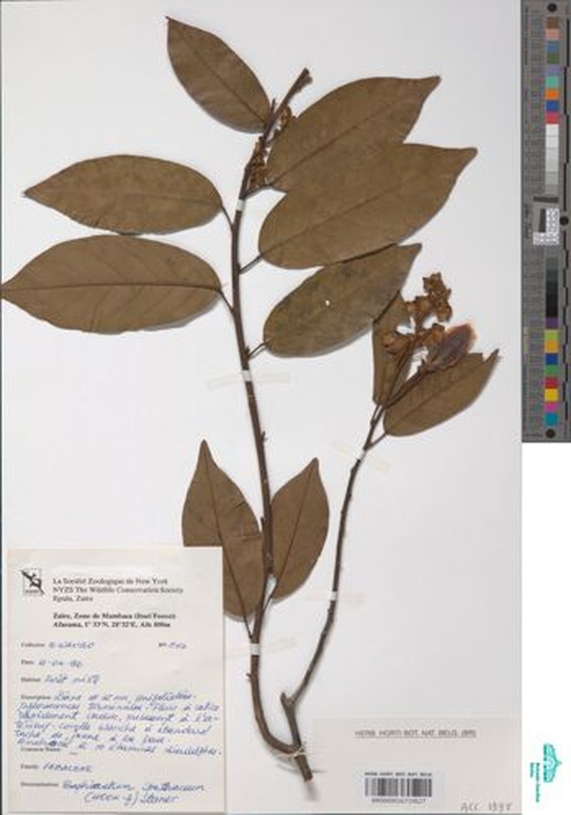 Airyantha schweinfurthii subsp. schweinfurthii photo 3