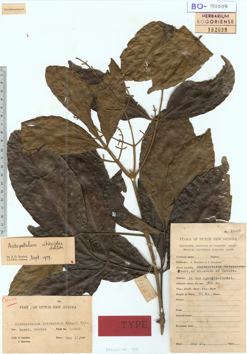 Aistopetalum viticoides