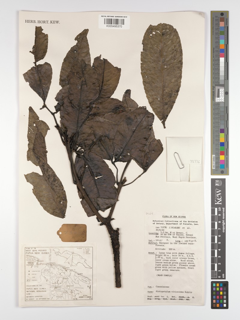 Aistopetalum viticoides photo 2