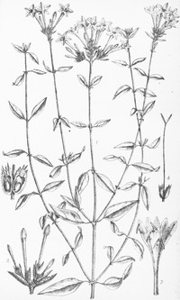 Aitchisonia rosea