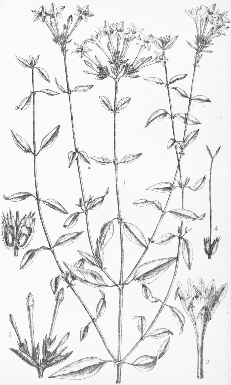 Aitchisonia rosea