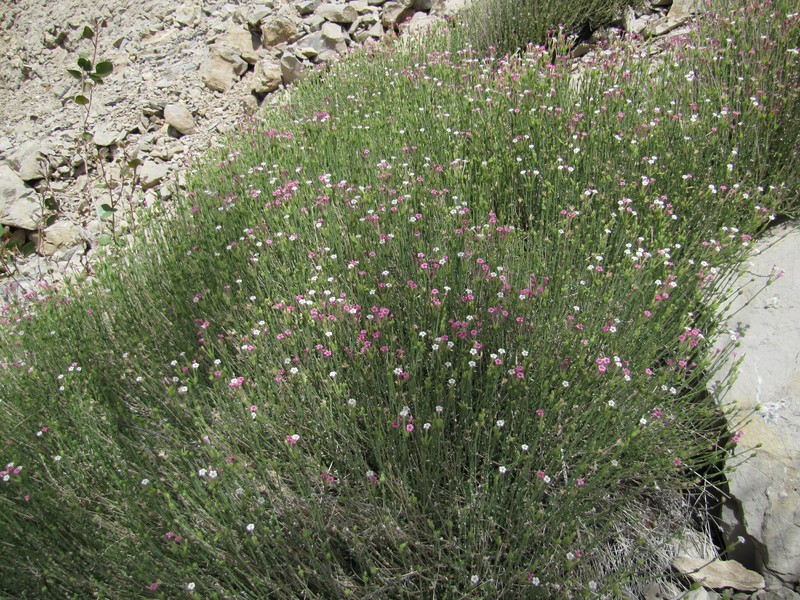 Aitchisonia rosea photo 2