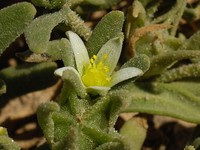 Aizoanthemopsis hispanica