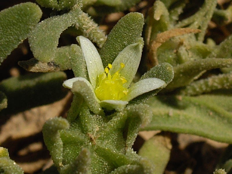 Aizoanthemopsis hispanica