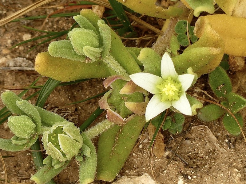 Aizoanthemopsis hispanica photo 2