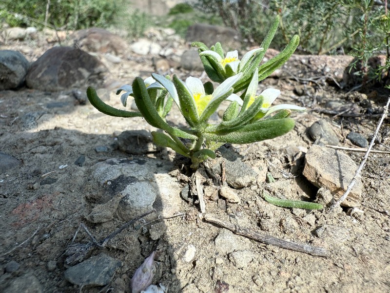 Aizoanthemopsis hispanica photo 3
