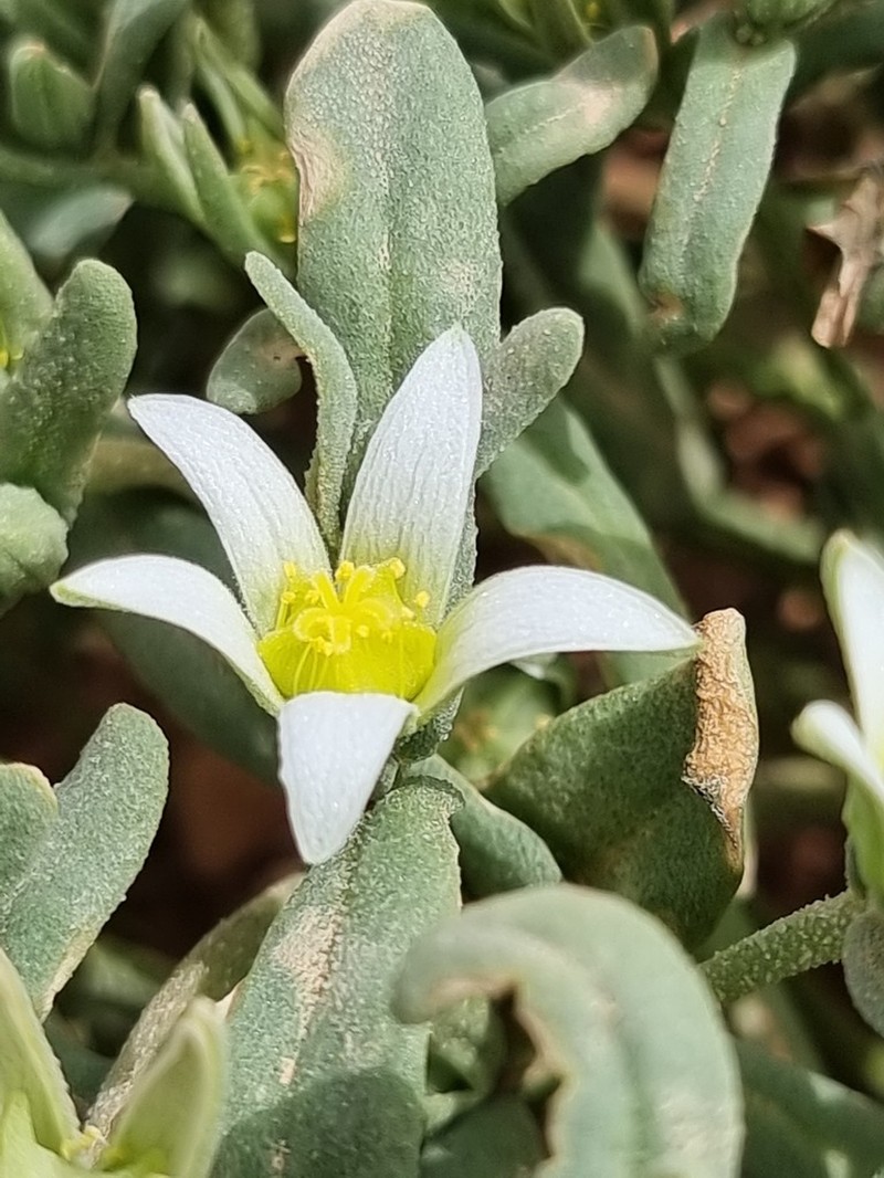 Aizoanthemopsis hispanica photo 4