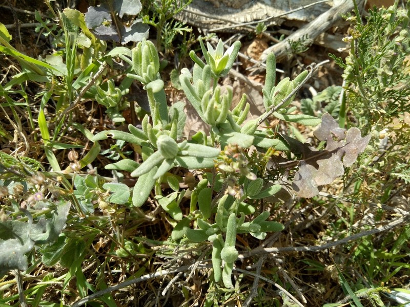 Aizoanthemopsis hispanica photo 5