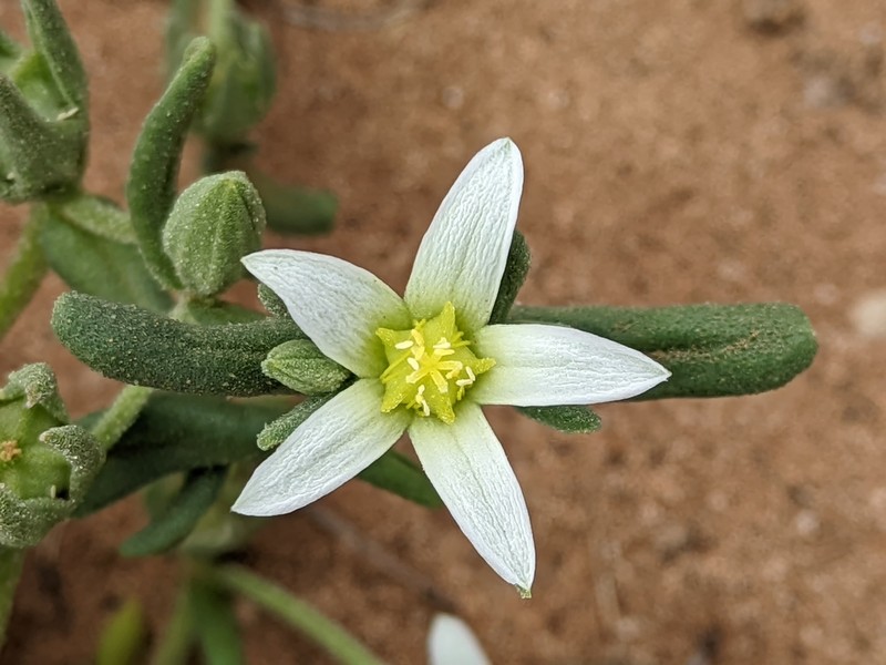 Aizoanthemopsis hispanica photo 6
