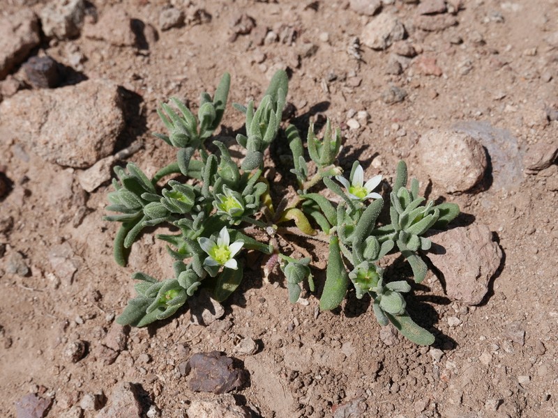 Aizoanthemopsis hispanica photo 8