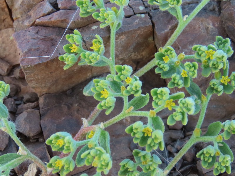 Aizoanthemum dinteri