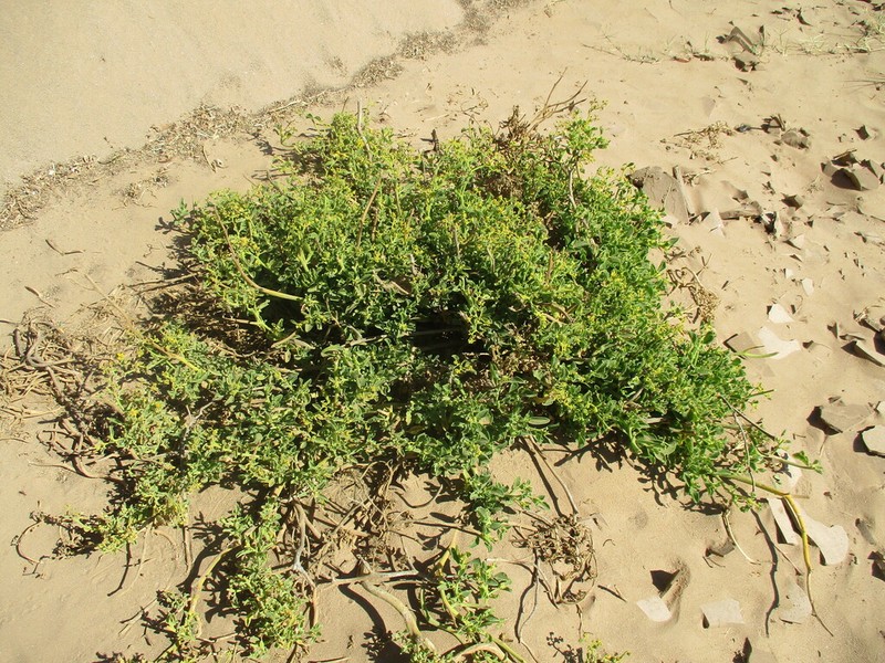 Aizoanthemum dinteri photo 2