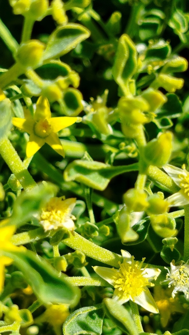 Aizoanthemum dinteri photo 3