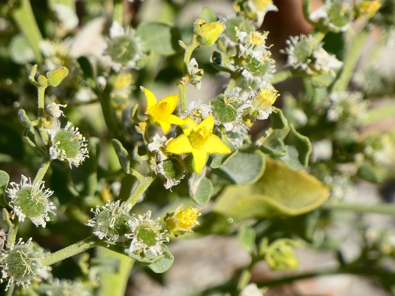 Aizoanthemum dinteri photo 4