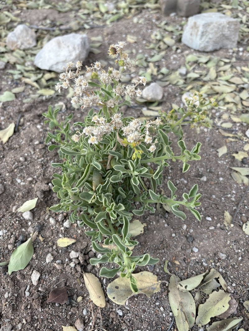 Aizoanthemum dinteri photo 5