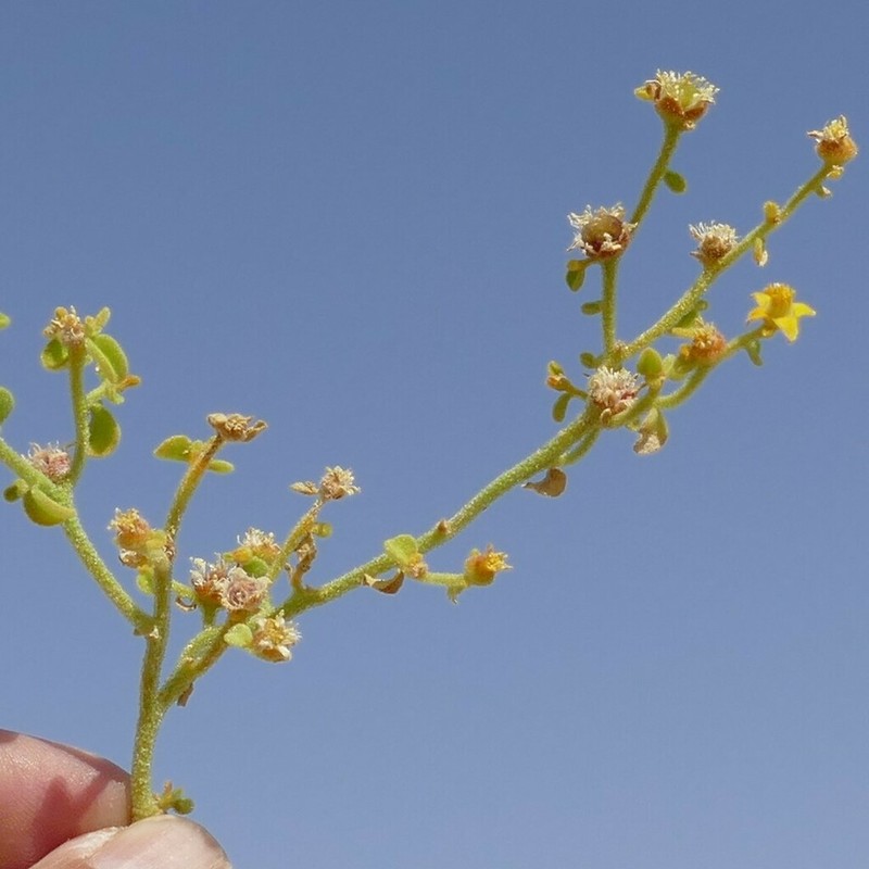 Aizoanthemum dinteri photo 6