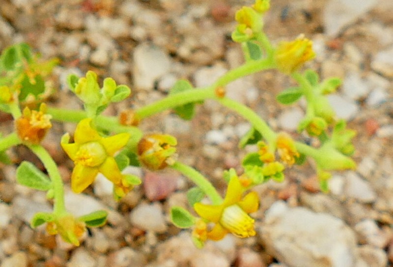 Aizoanthemum dinteri photo 7