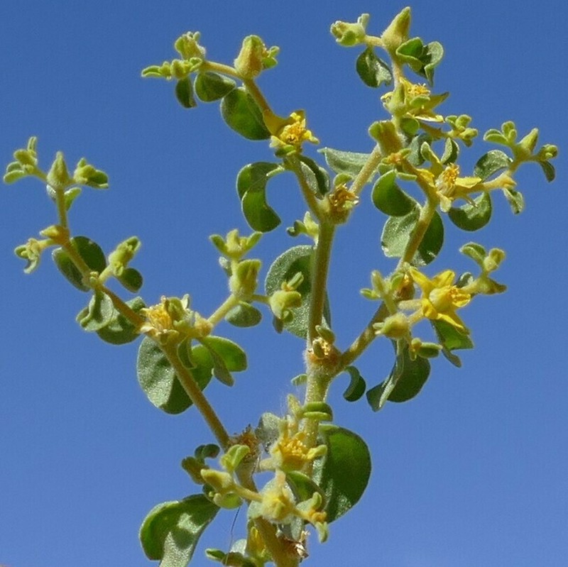 Aizoanthemum dinteri photo 8