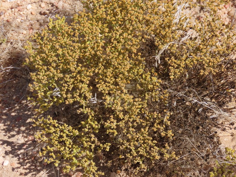 Aizoanthemum galenioides