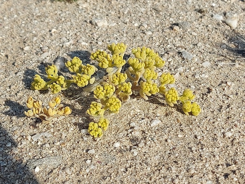 Aizoanthemum galenioides photo 2