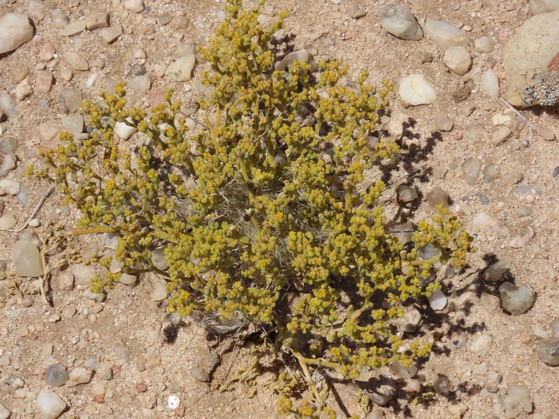 Aizoanthemum galenioides photo 3