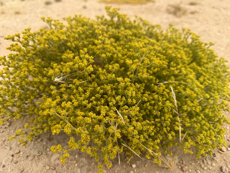 Aizoanthemum galenioides photo 4