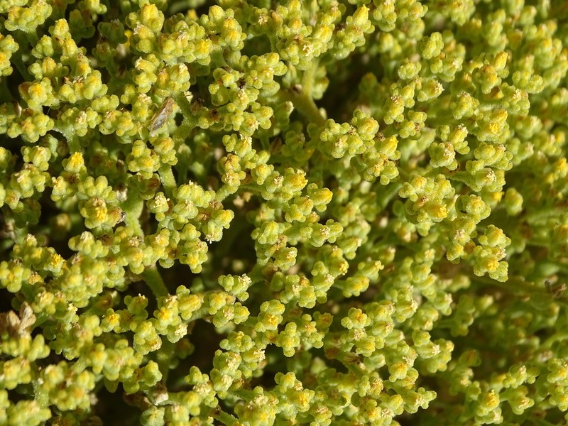 Aizoanthemum galenioides photo 5