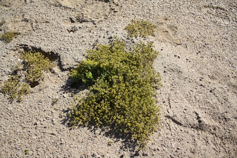 Aizoanthemum galenioides photo 6