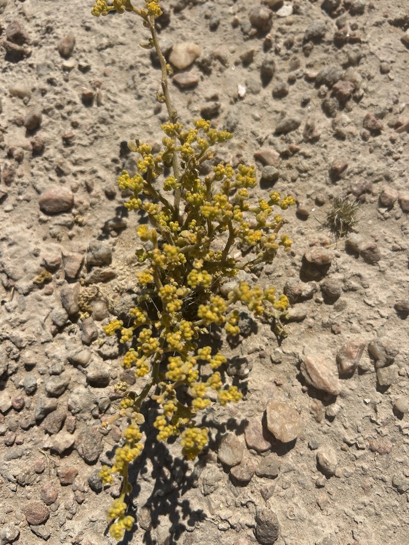 Aizoanthemum galenioides photo 7