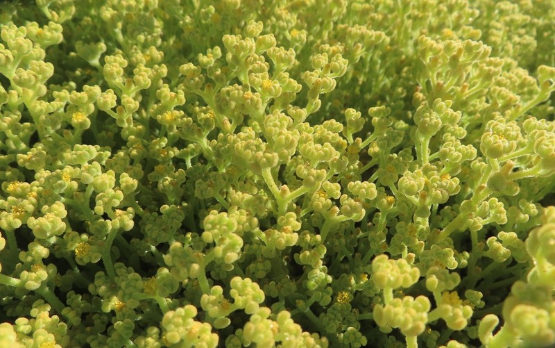 Aizoanthemum galenioides photo 8