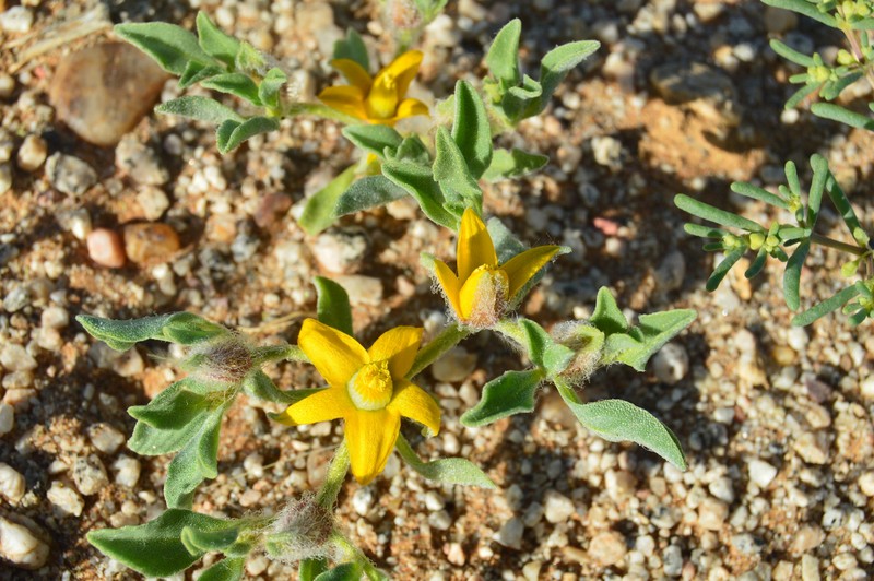 Aizoanthemum membrum-connectens
