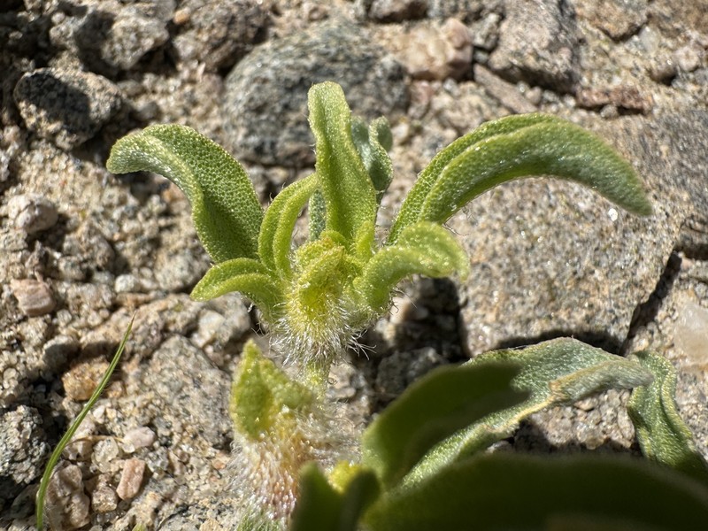 Aizoanthemum membrum-connectens photo 2